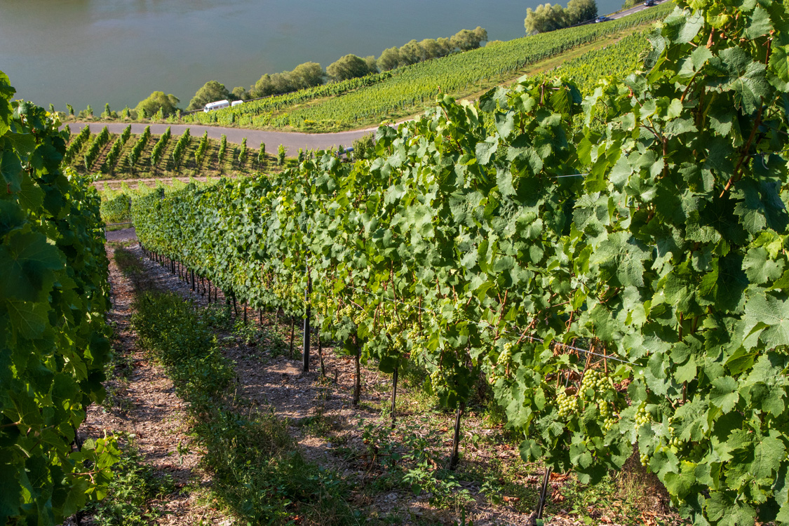 Weinbergbeheizung_(1)